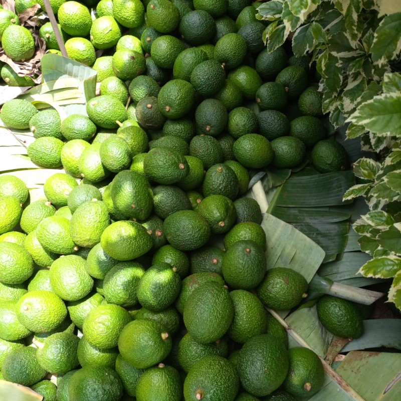 Hass Avocados from Kenya